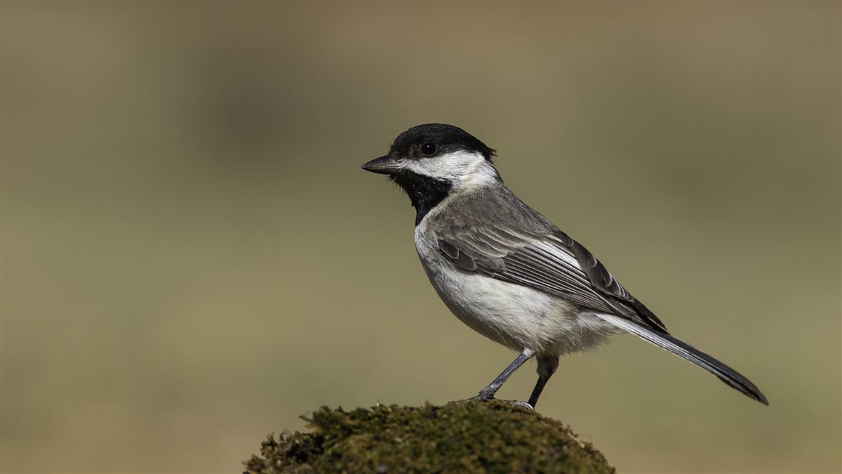 Sombre Tit
