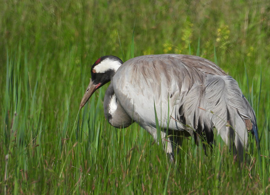 Common Crane