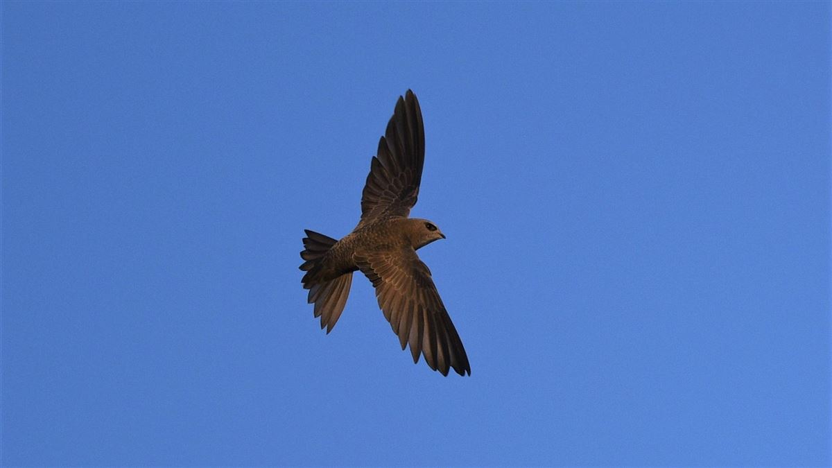 Common Swift