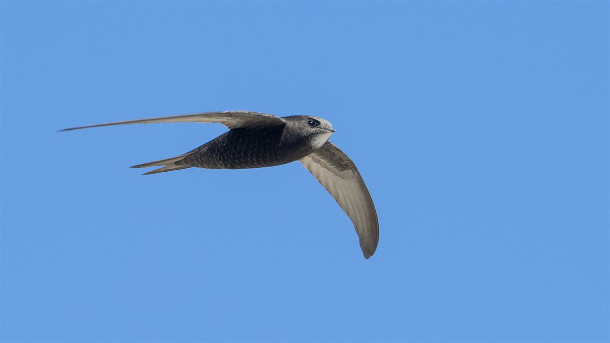 Common Swift