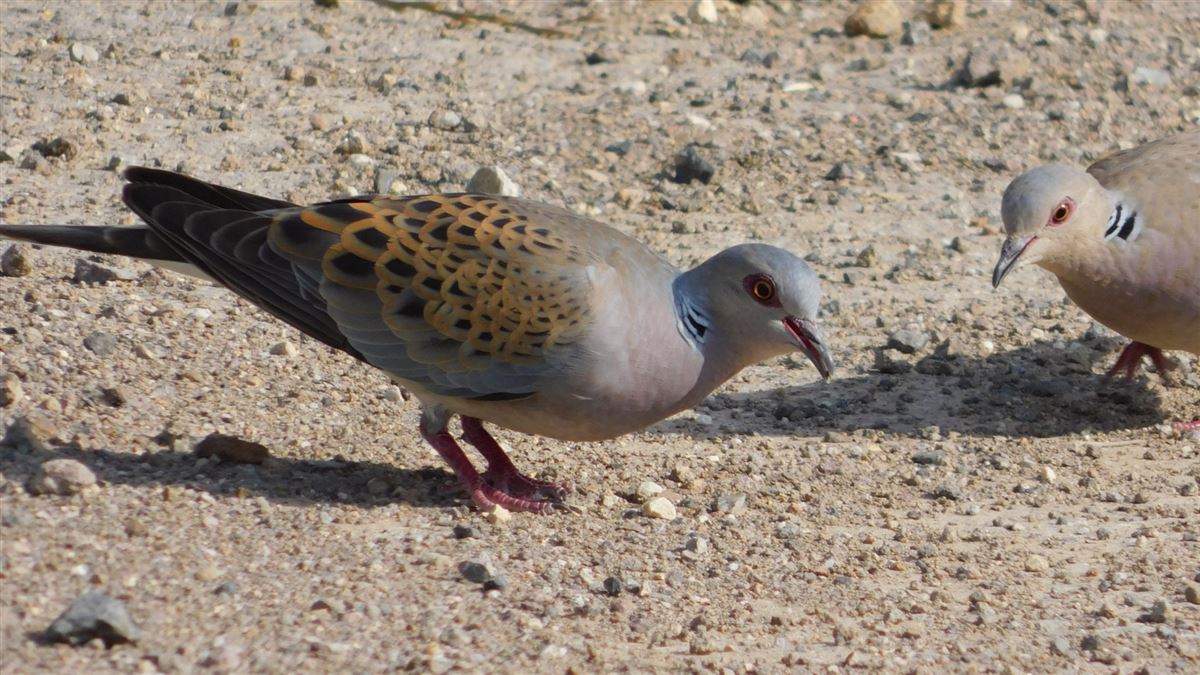 European Turtle Dove