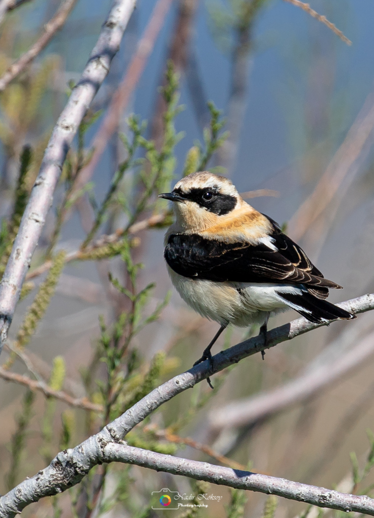 Black-eared Wheatear