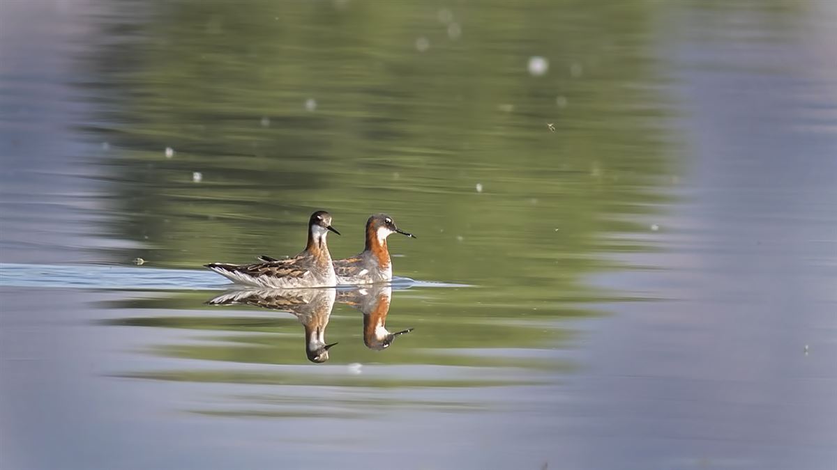 Red-necked Phalarope