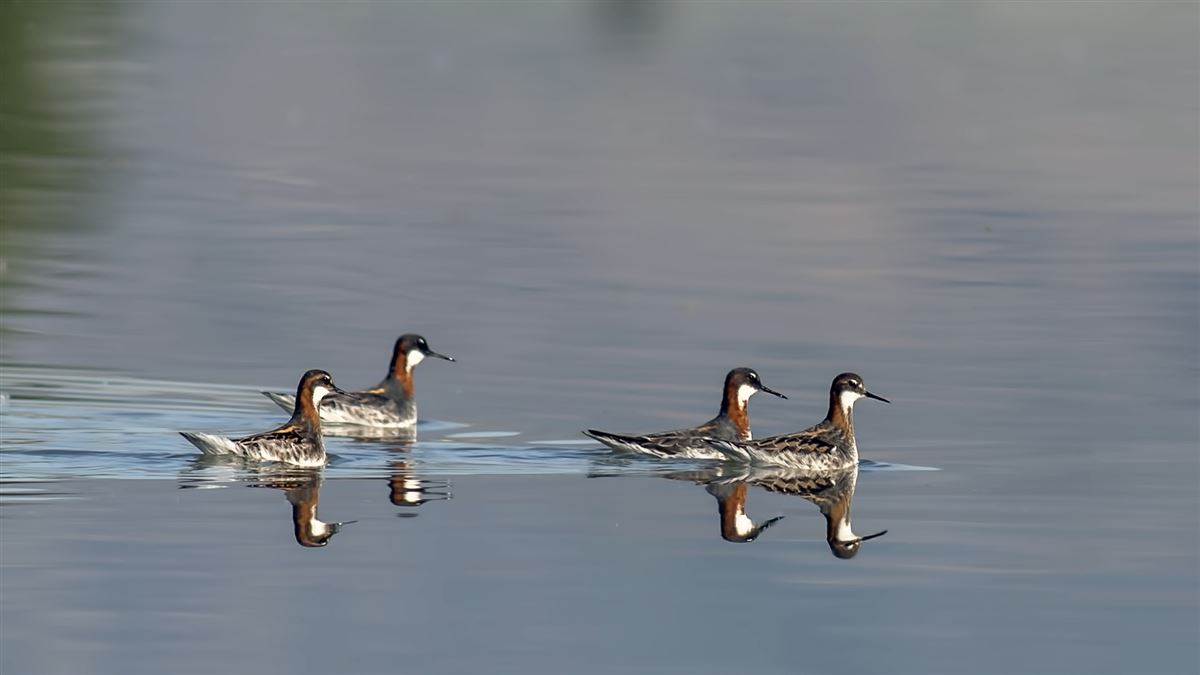 Red-necked Phalarope