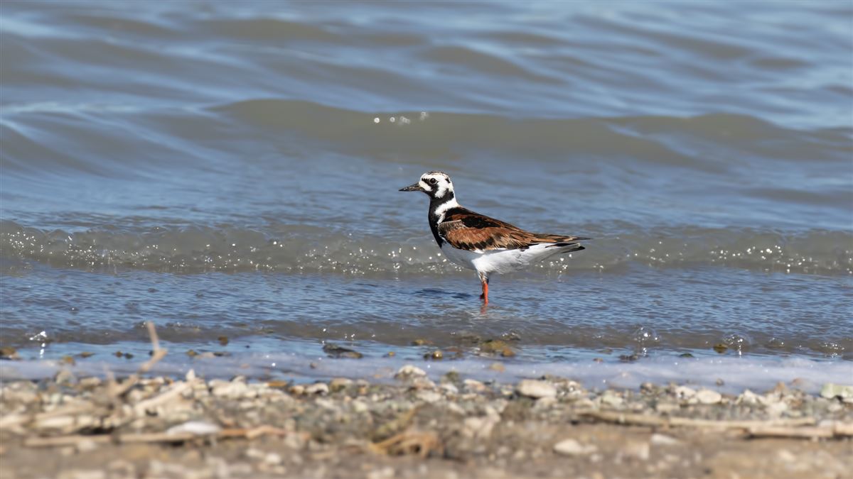 Ruddy Turnstone