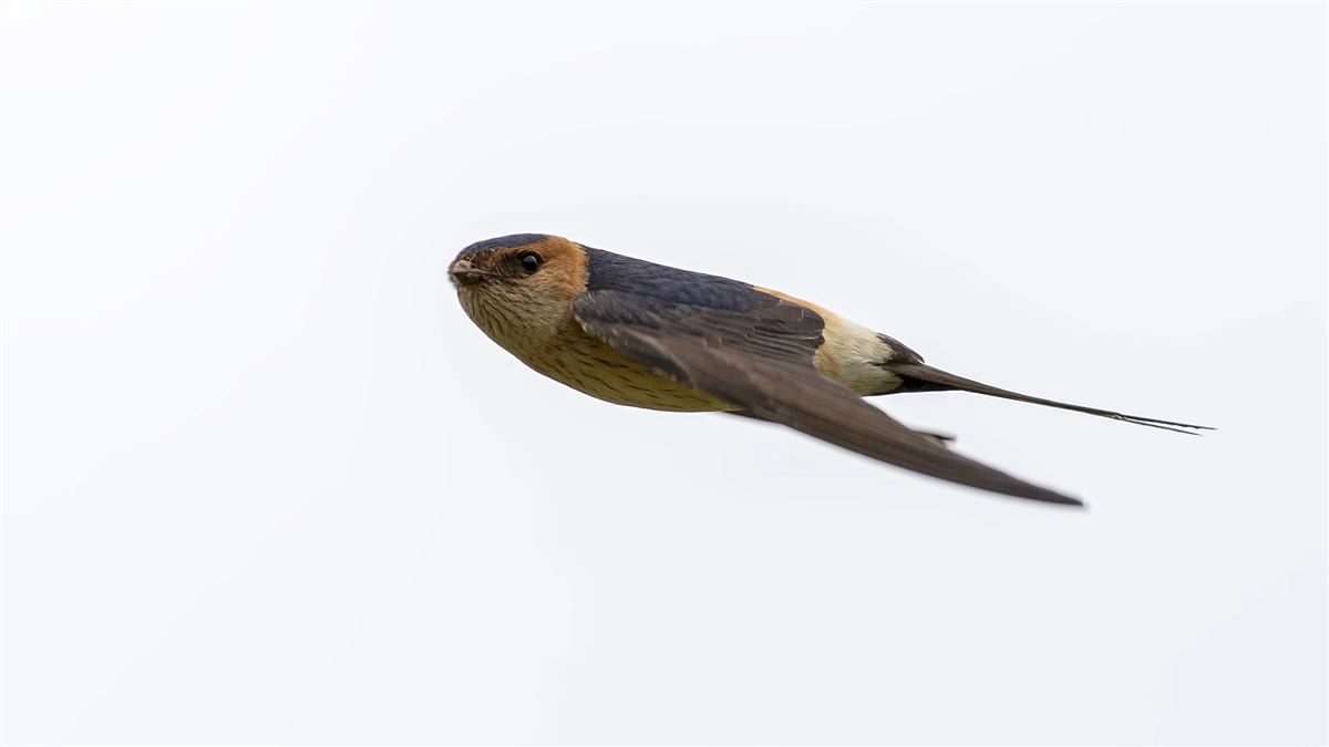 Red-rumped Swallow