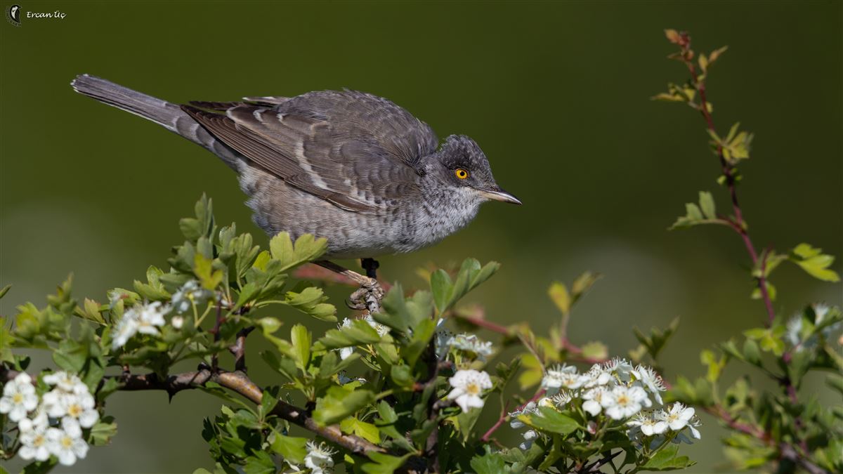 Barred Warbler