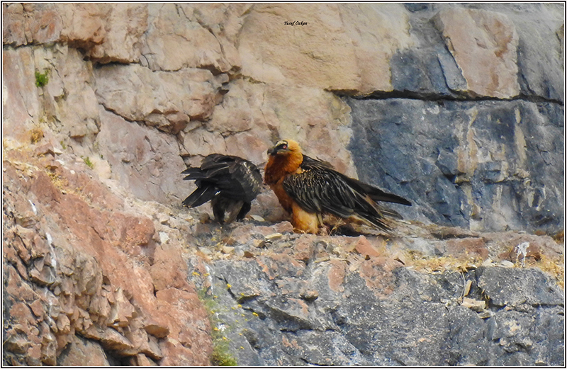 Bearded Vulture