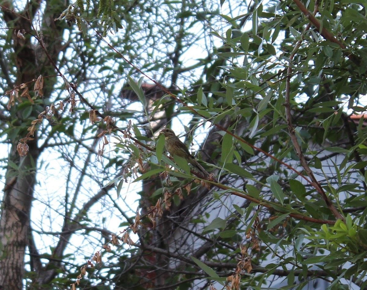 Cirl Bunting