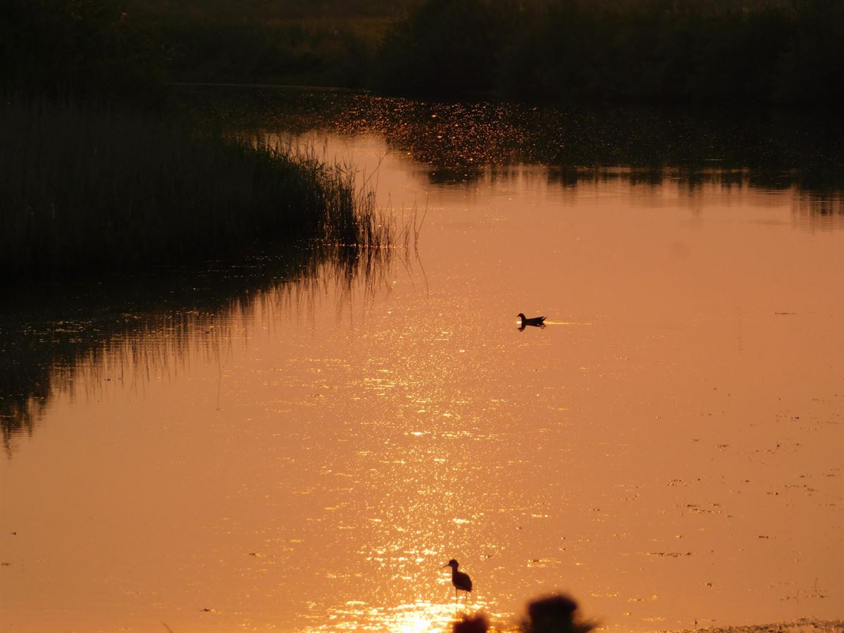 Common Moorhen