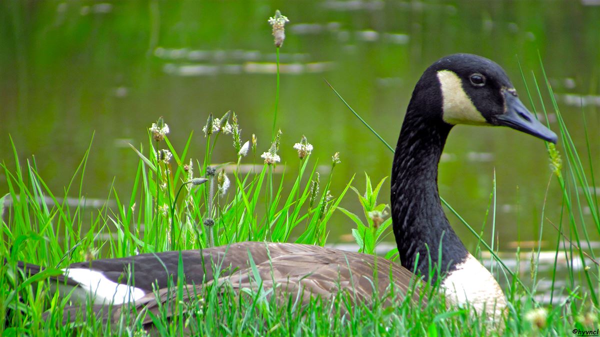 Canada Goose