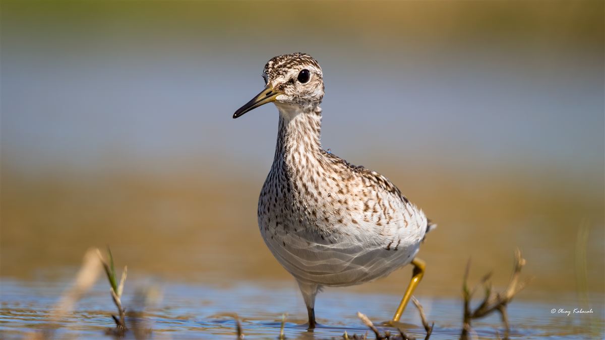 Wood Sandpiper