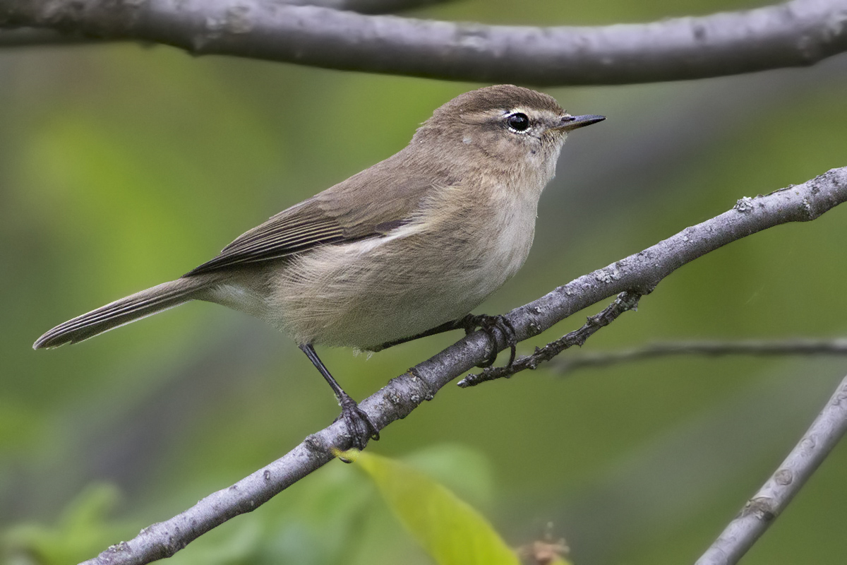 Mountain Chiffchaff