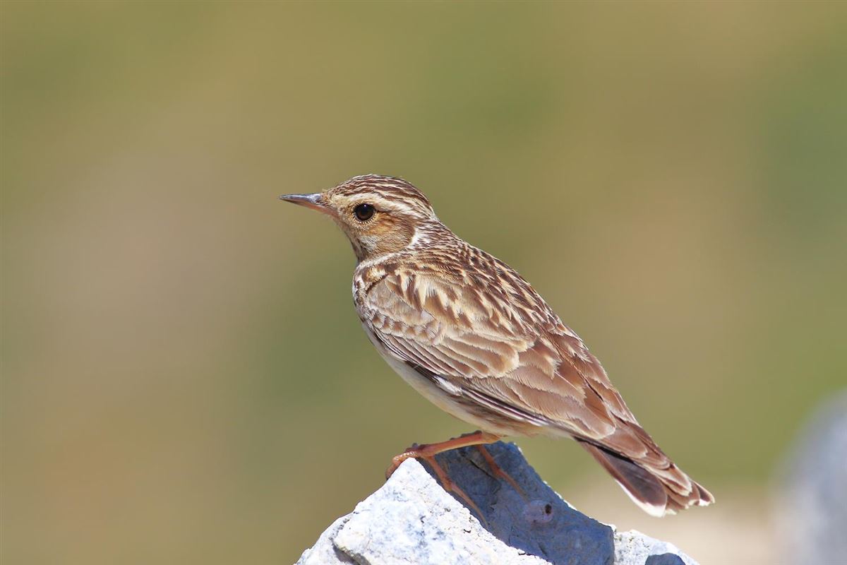 Woodlark
