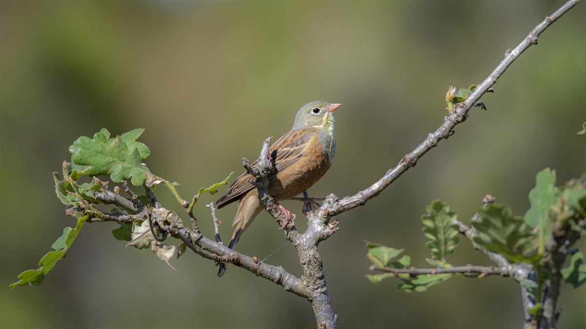 Ortolan Bunting