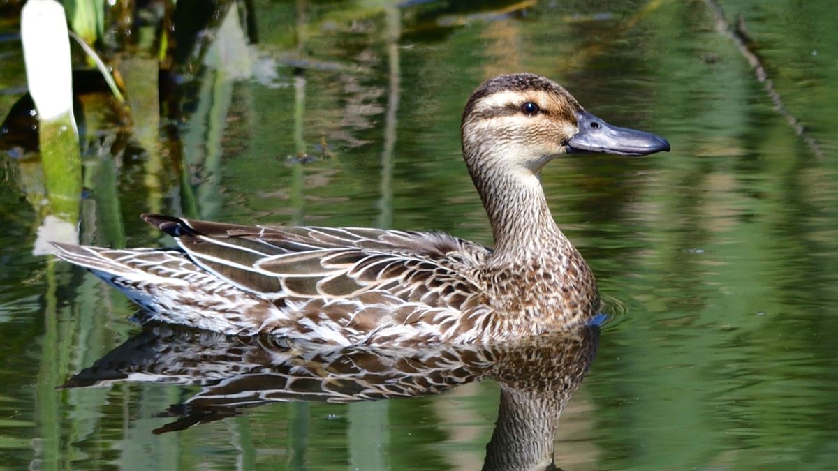 Garganey