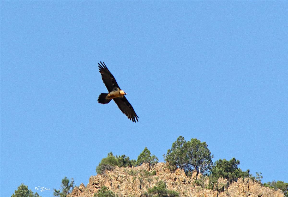 Bearded Vulture