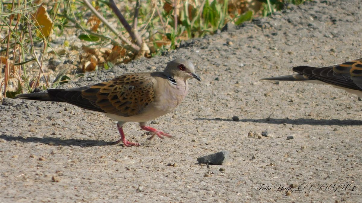 European Turtle Dove