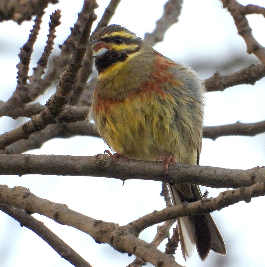 Cirl Bunting