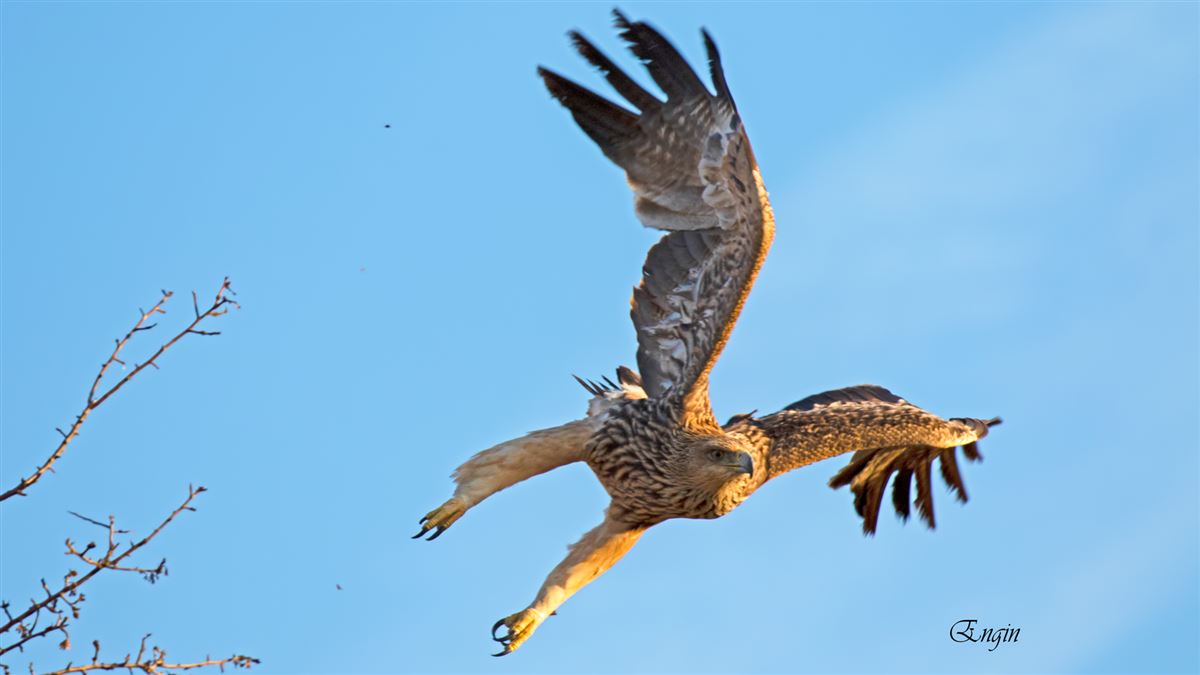 Eastern Imperial Eagle