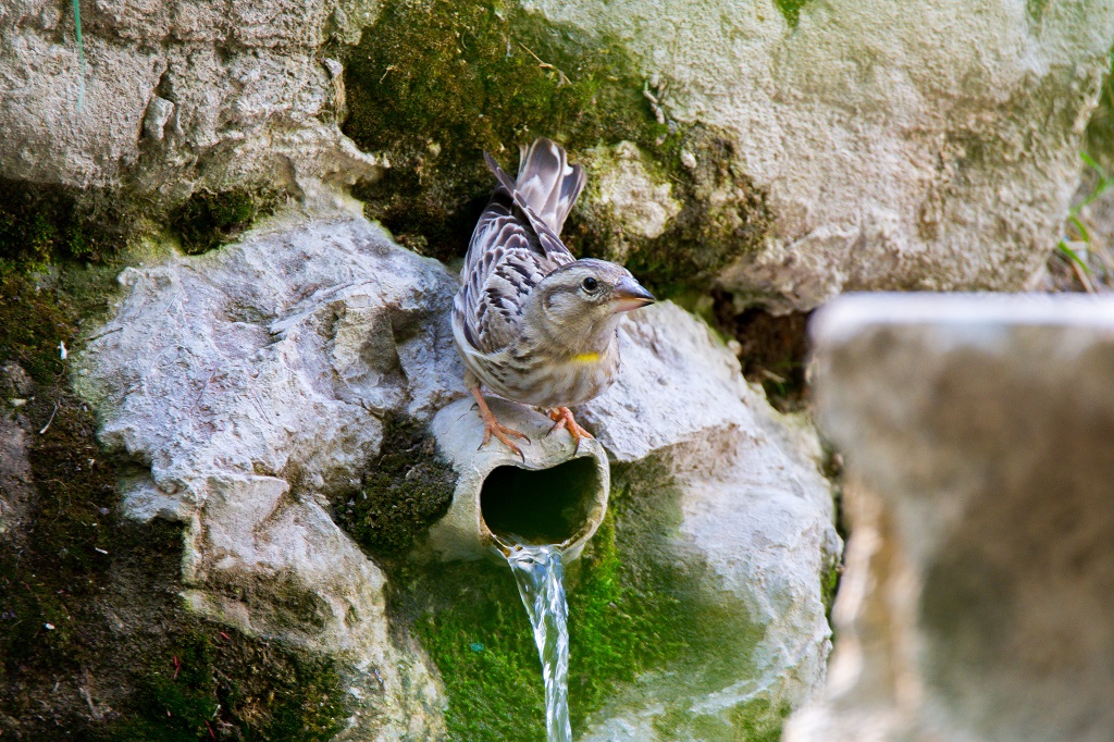 Rock Sparrow