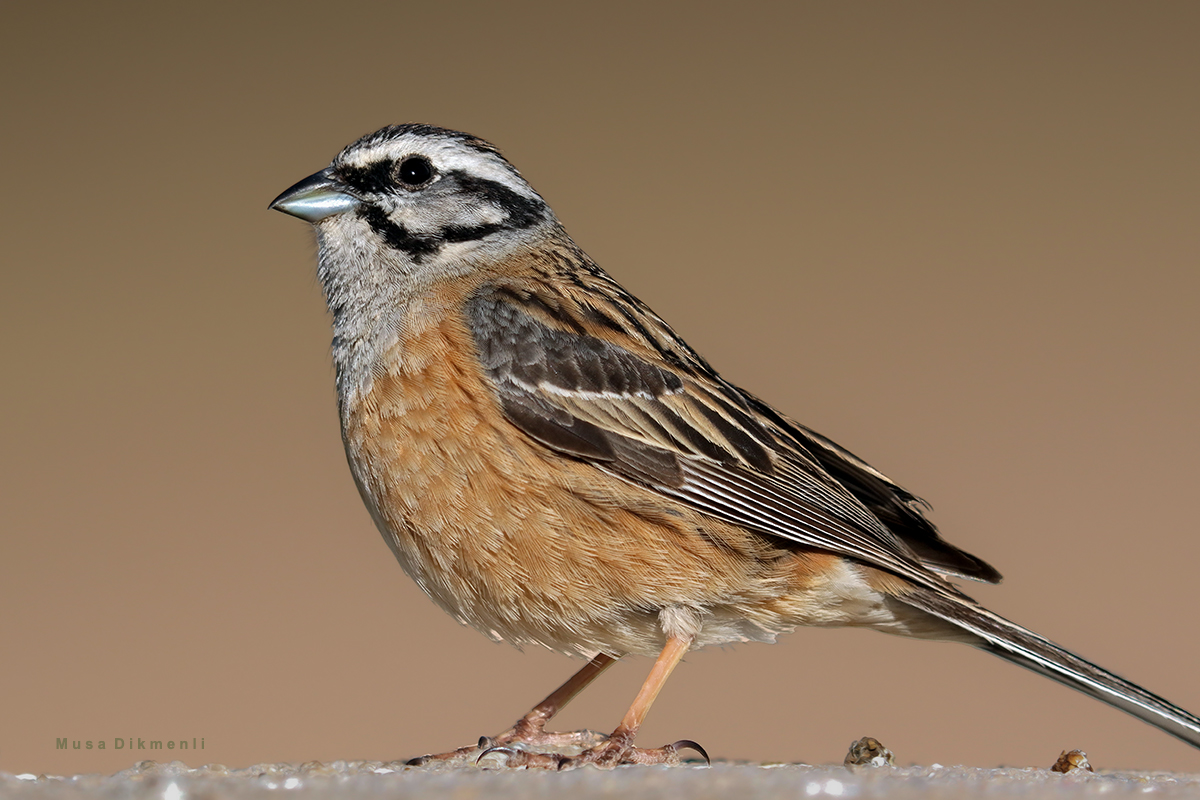 Rock Bunting