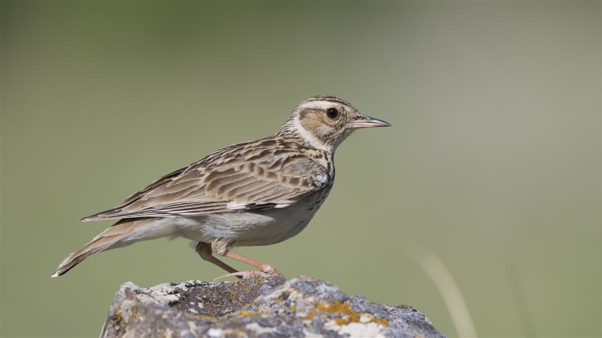 Woodlark