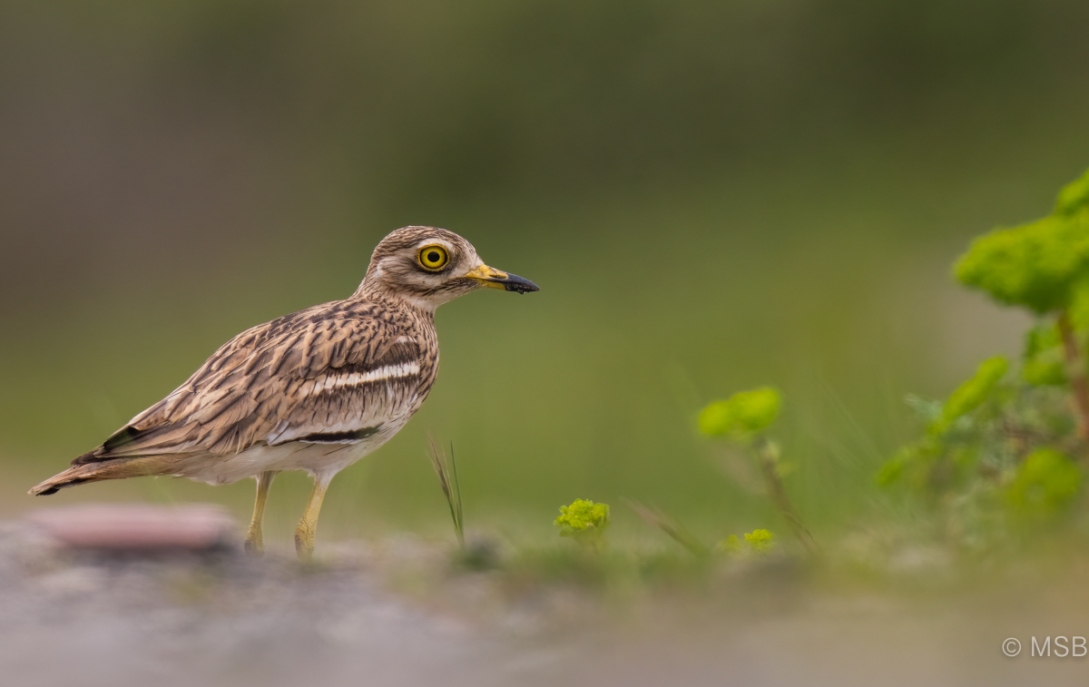 Eurasian Stone-curlew