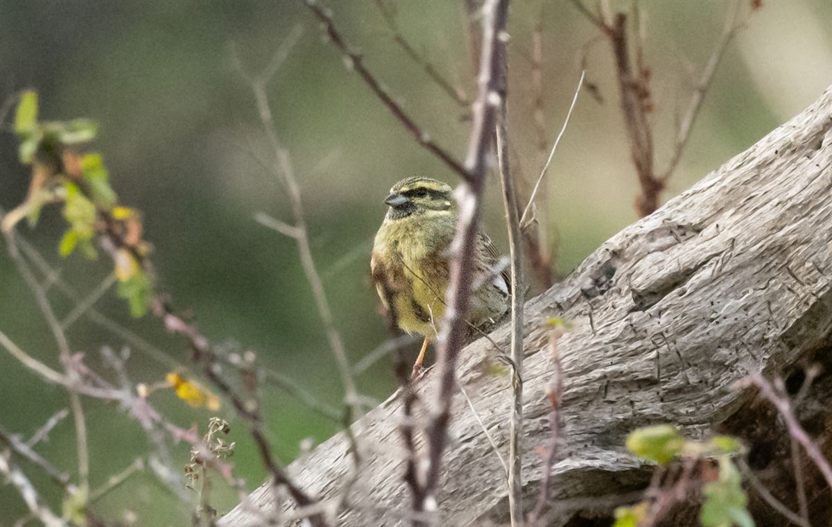Cirl Bunting