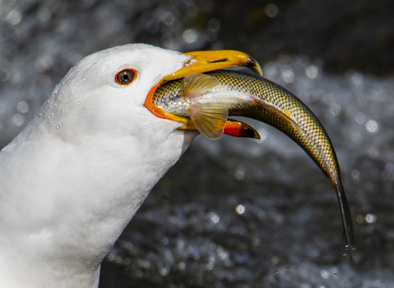 Armenian Gull