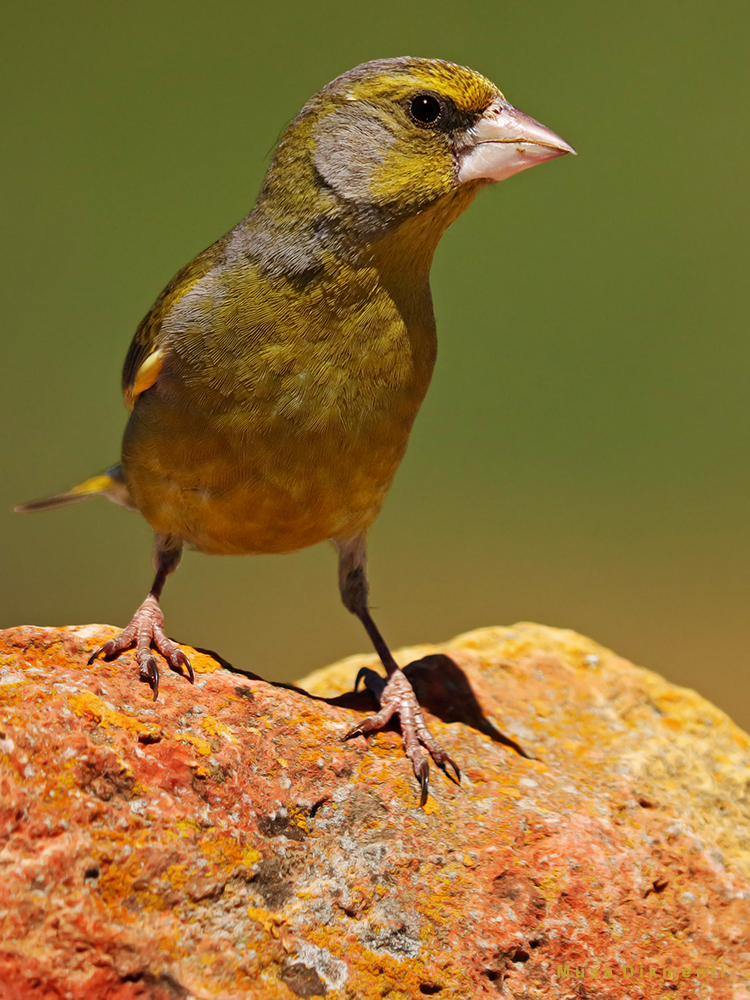 European Greenfinch