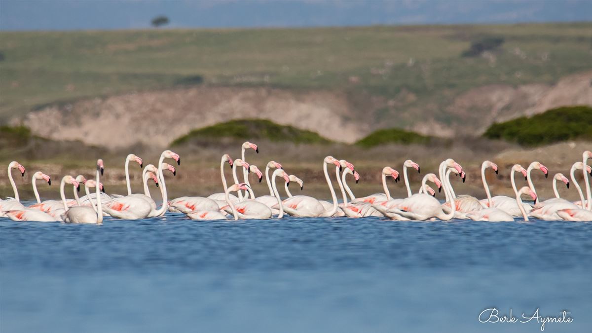Flamingo
