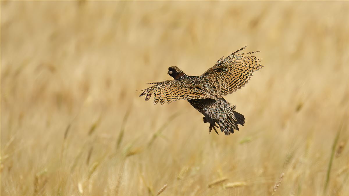 Black Francolin