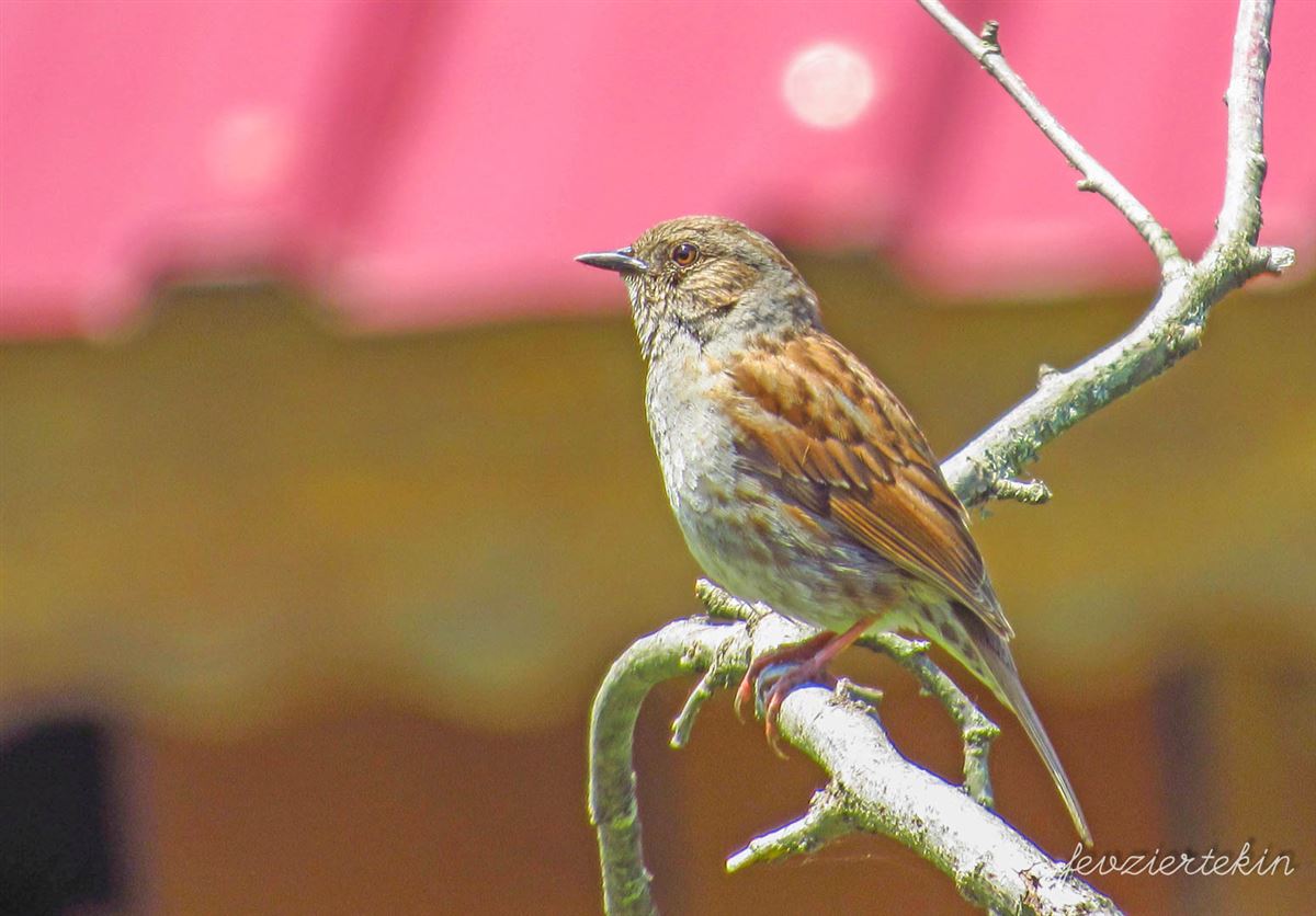 Dunnock