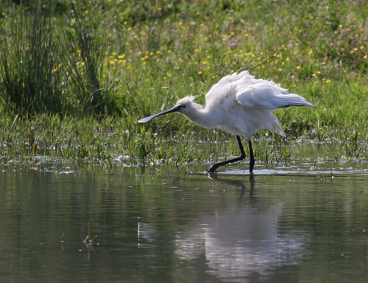 Eurasian Spoonbill