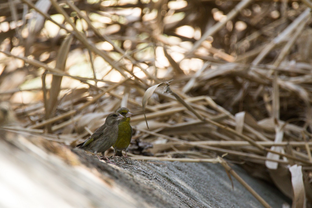 European Greenfinch