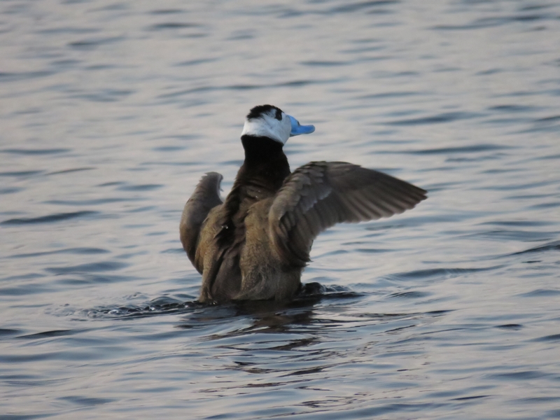 White-headed Duck