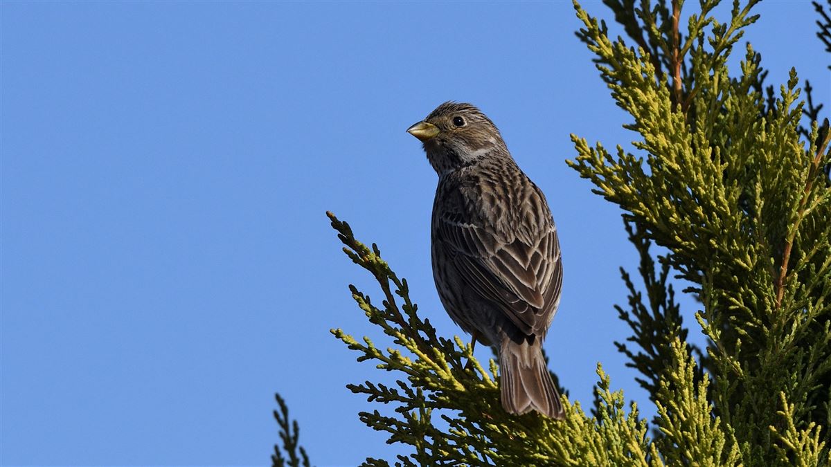 Corn Bunting