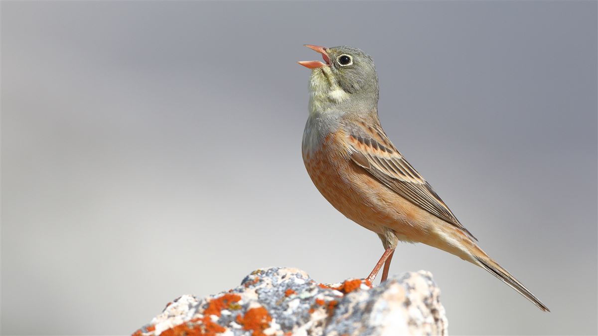 Ortolan Bunting