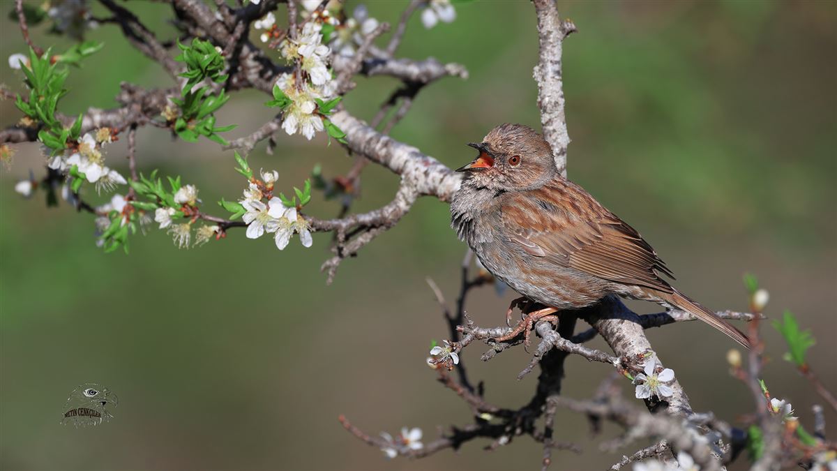 Dunnock