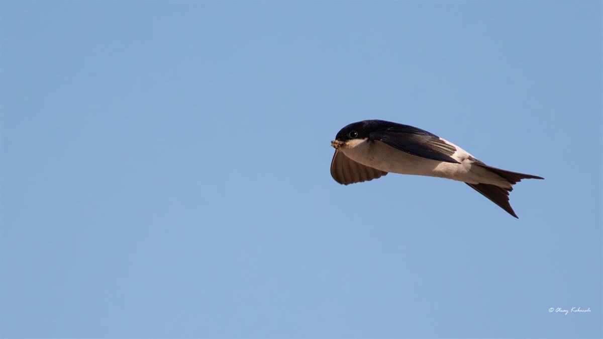 Common House Martin
