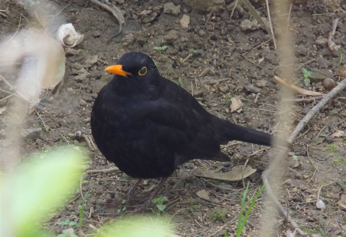 Common Blackbird
