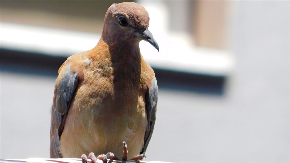 Laughing Dove