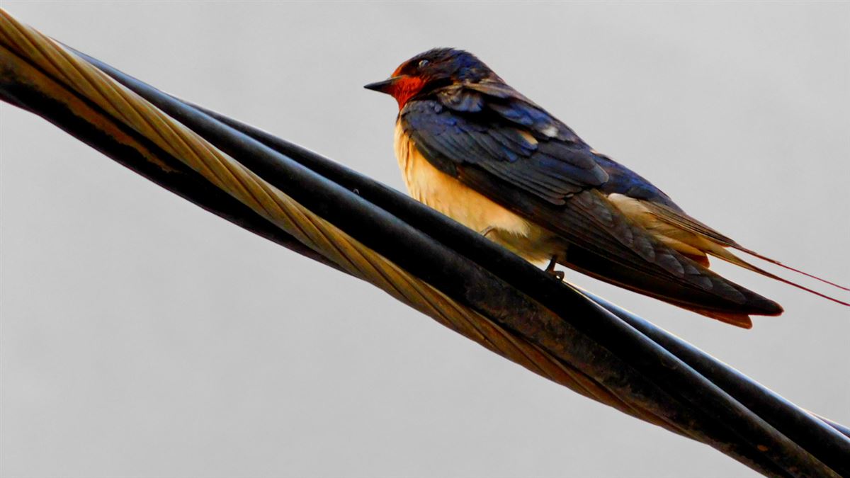Barn Swallow