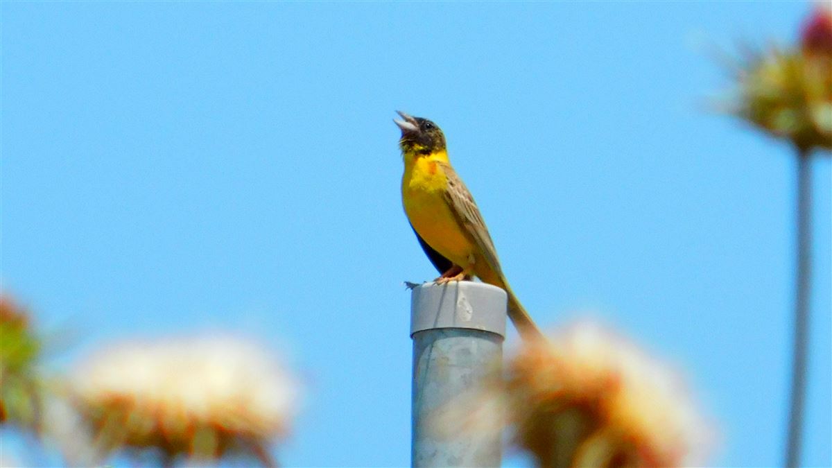 Black-headed Bunting