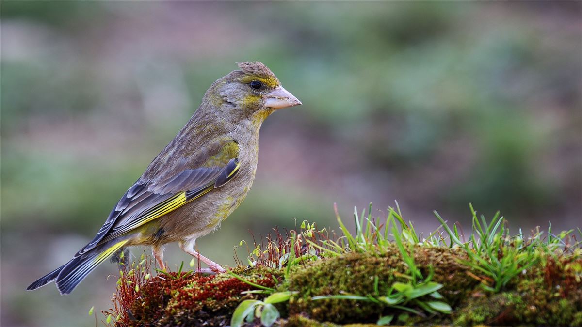 European Greenfinch