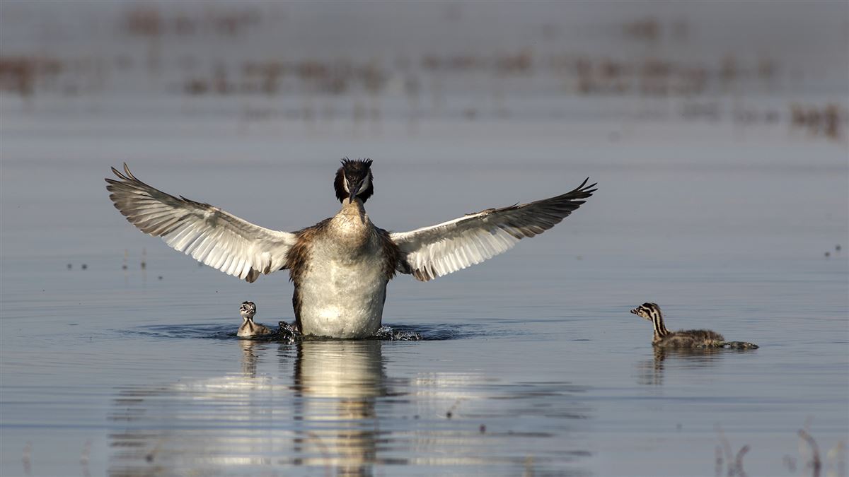 Great Crested Grebe