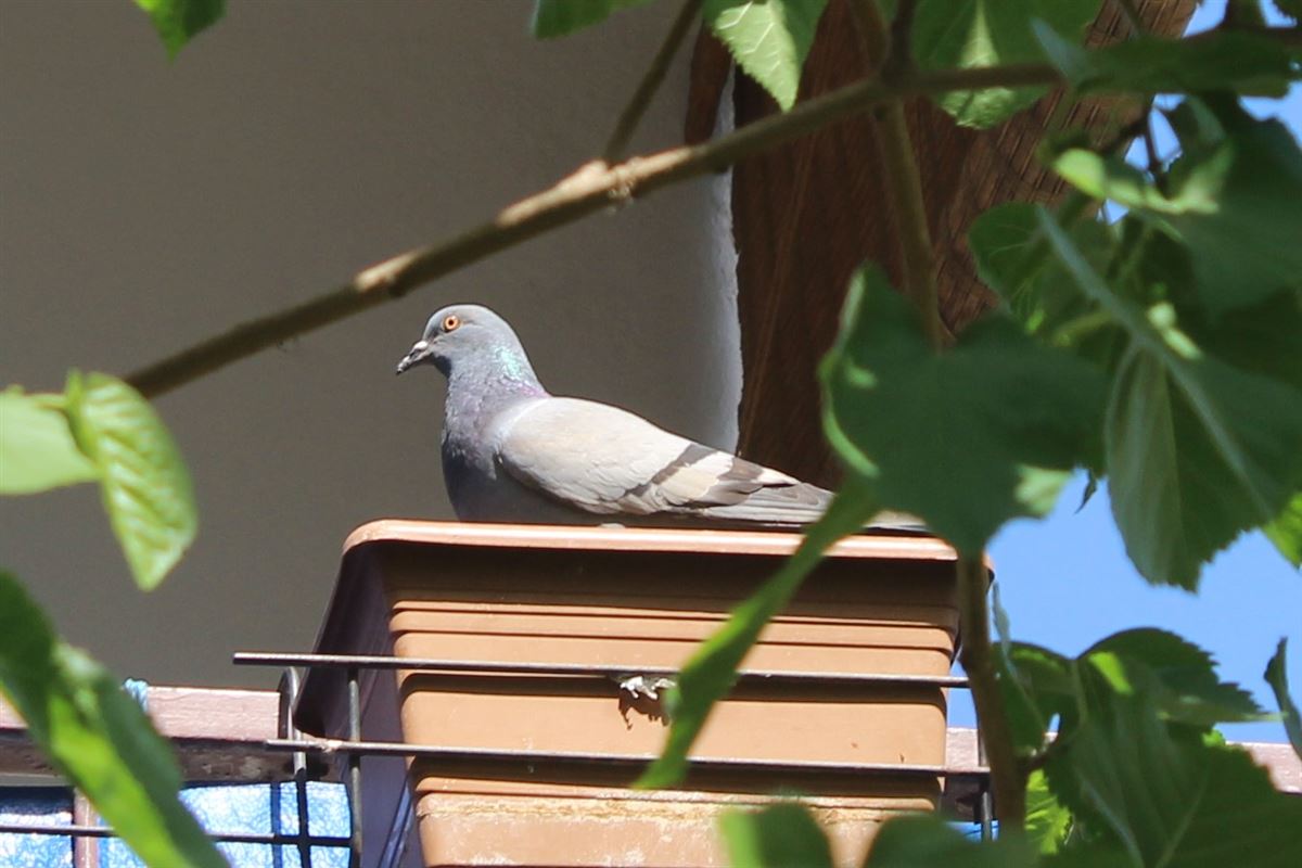 Rock Dove