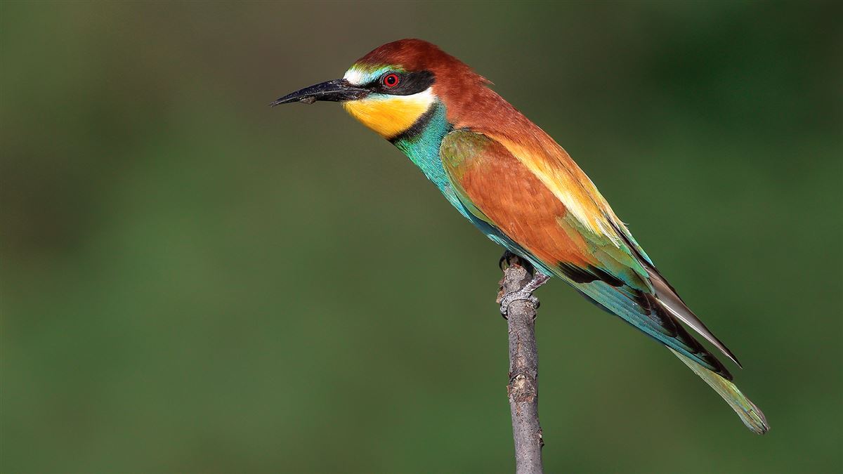 European Bee-eater