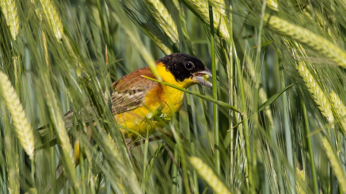Black-headed Bunting